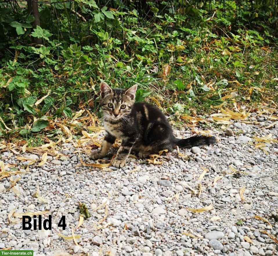 Bild 4: Süsse Babykatzen suchen ein liebes Zuhause