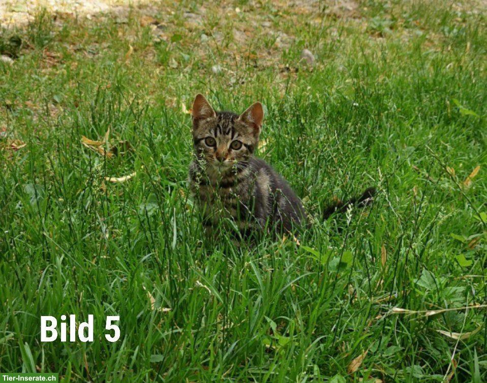 Bild 5: Süsse Babykatzen suchen ein liebes Zuhause