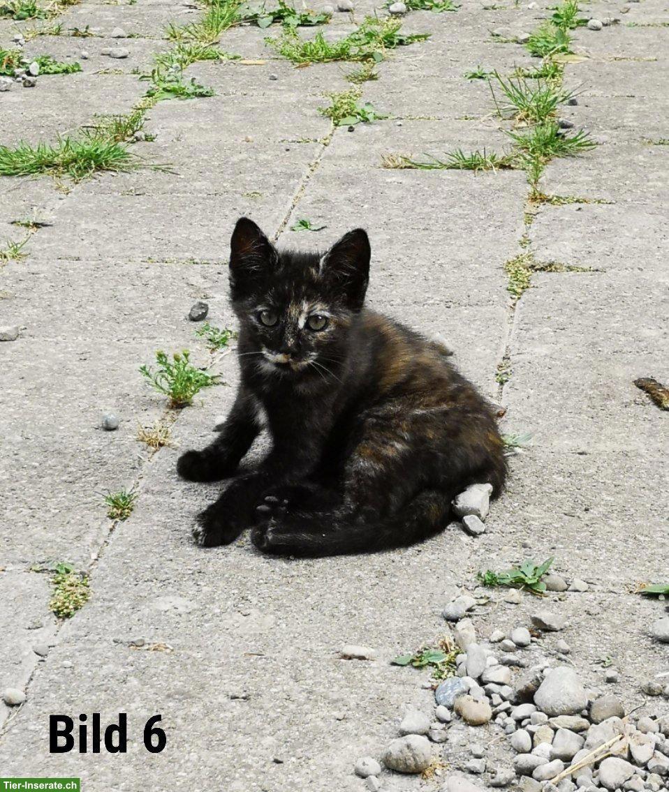 Bild 6: Süsse Babykatzen suchen ein liebes Zuhause