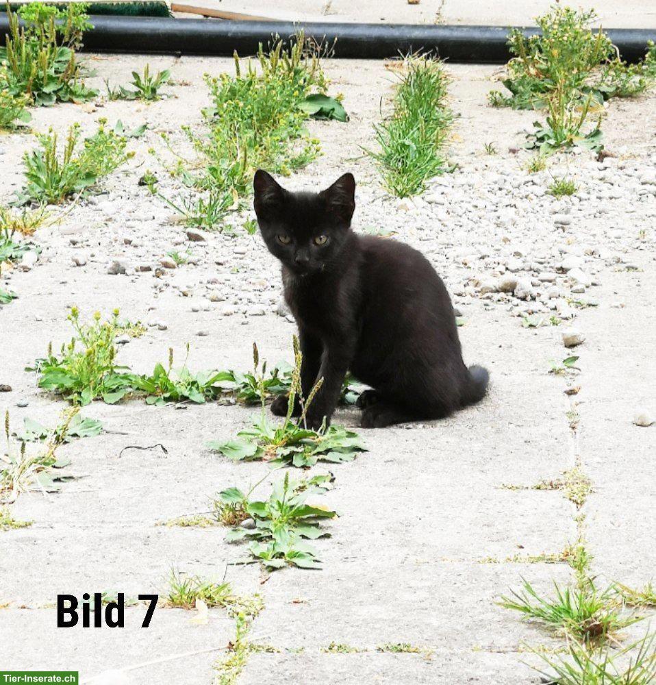 Bild 7: Süsse Babykatzen suchen ein liebes Zuhause