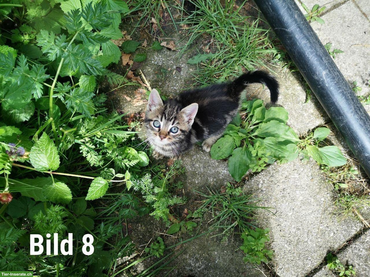 Bild 8: Süsse Babykatzen suchen ein liebes Zuhause