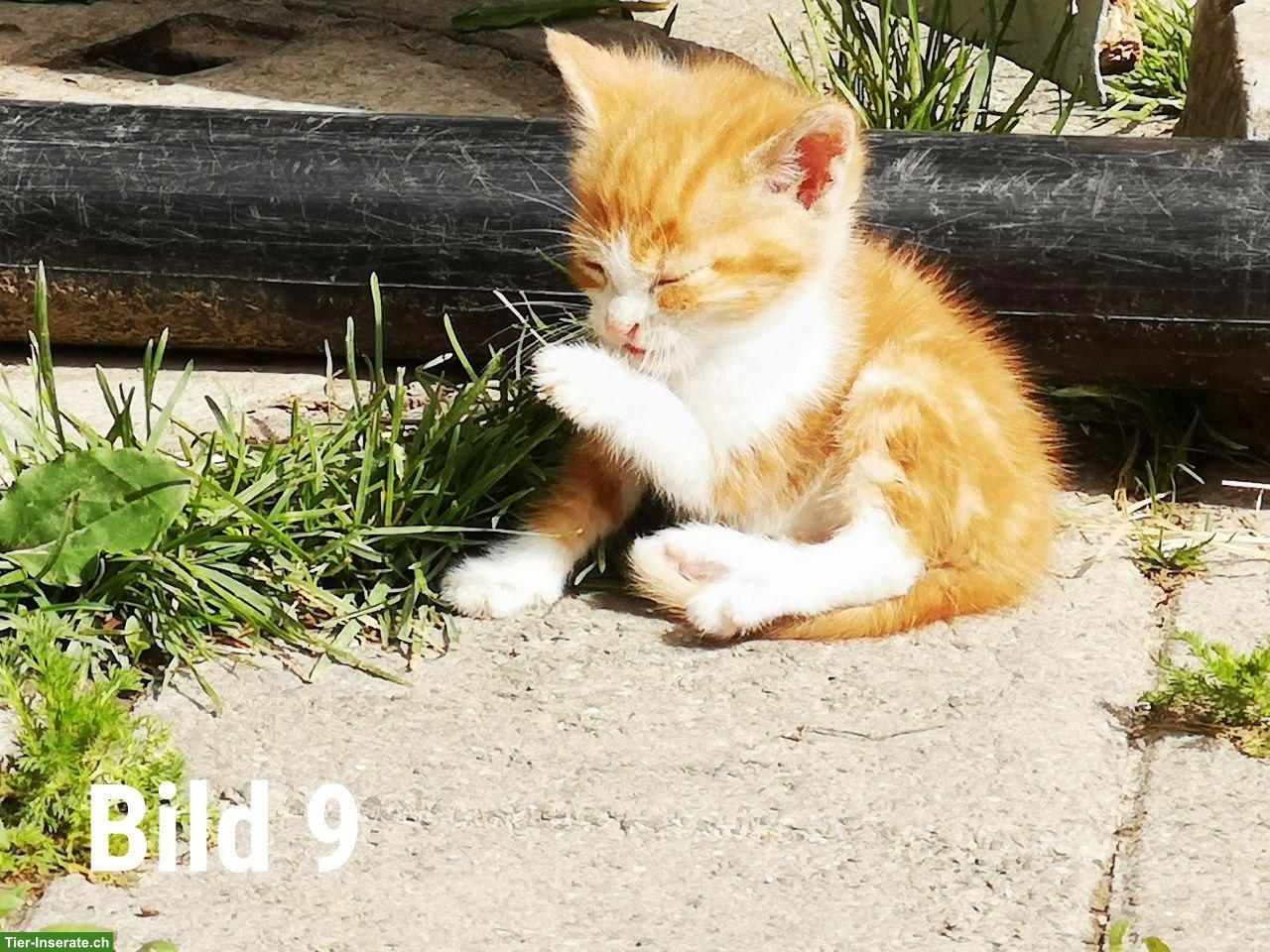 Bild 9: Süsse Babykatzen suchen ein liebes Zuhause