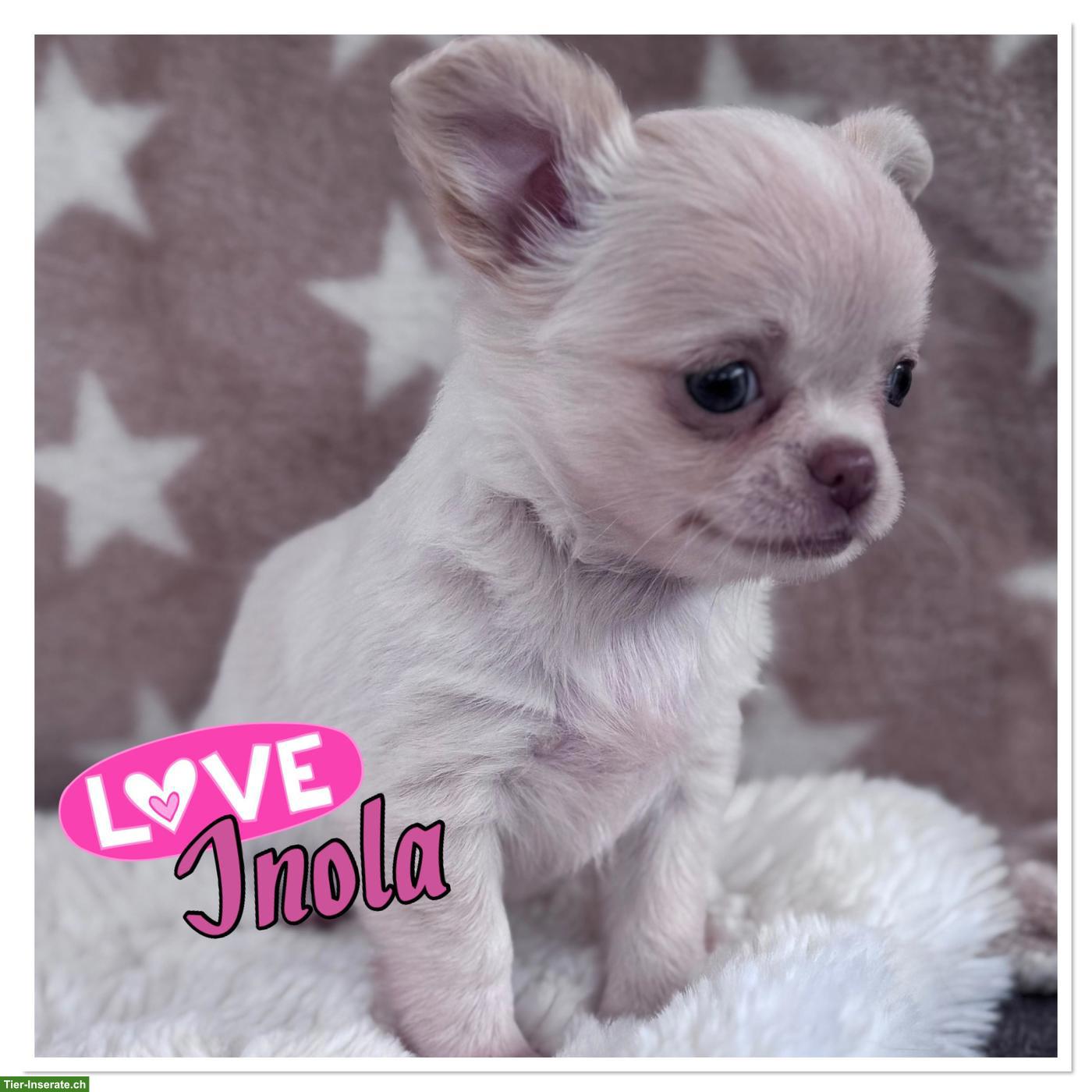 Reinrassige Chihuahua Hundebabys zu vergeben