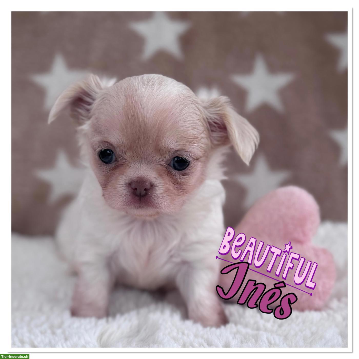 Bild 2: Reinrassige Chihuahua Hundebabys zu vergeben