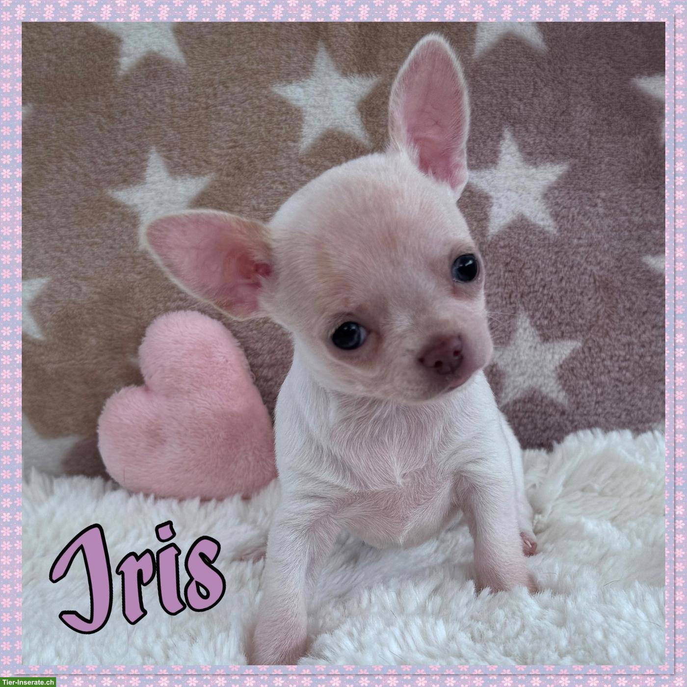 Bild 3: Reinrassige Chihuahua Hundebabys zu vergeben