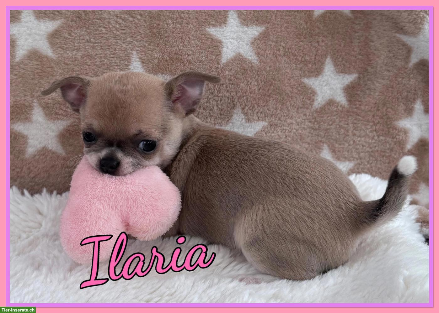 Bild 4: Reinrassige Chihuahua Hundebabys zu vergeben