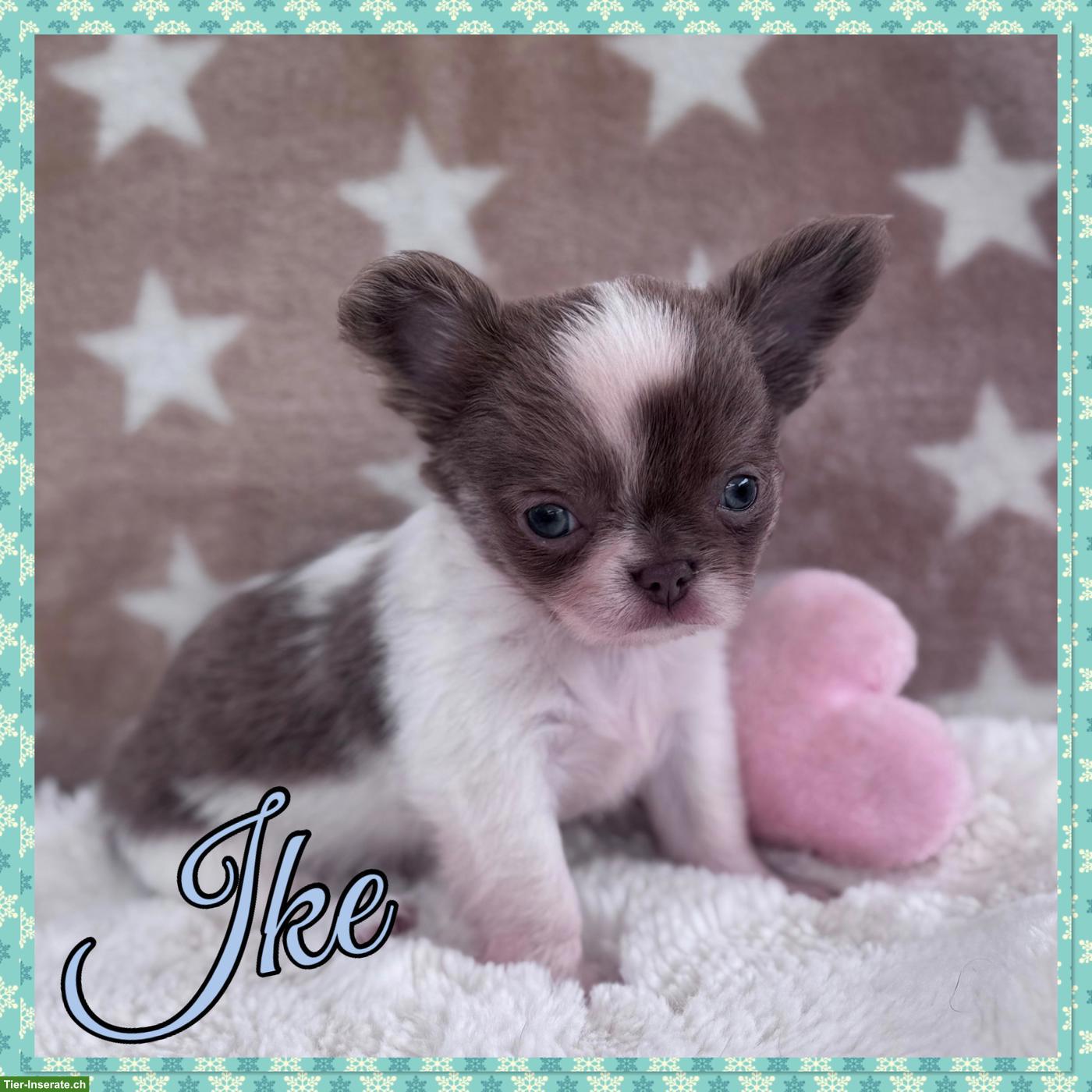 Bild 5: Reinrassige Chihuahua Hundebabys zu vergeben