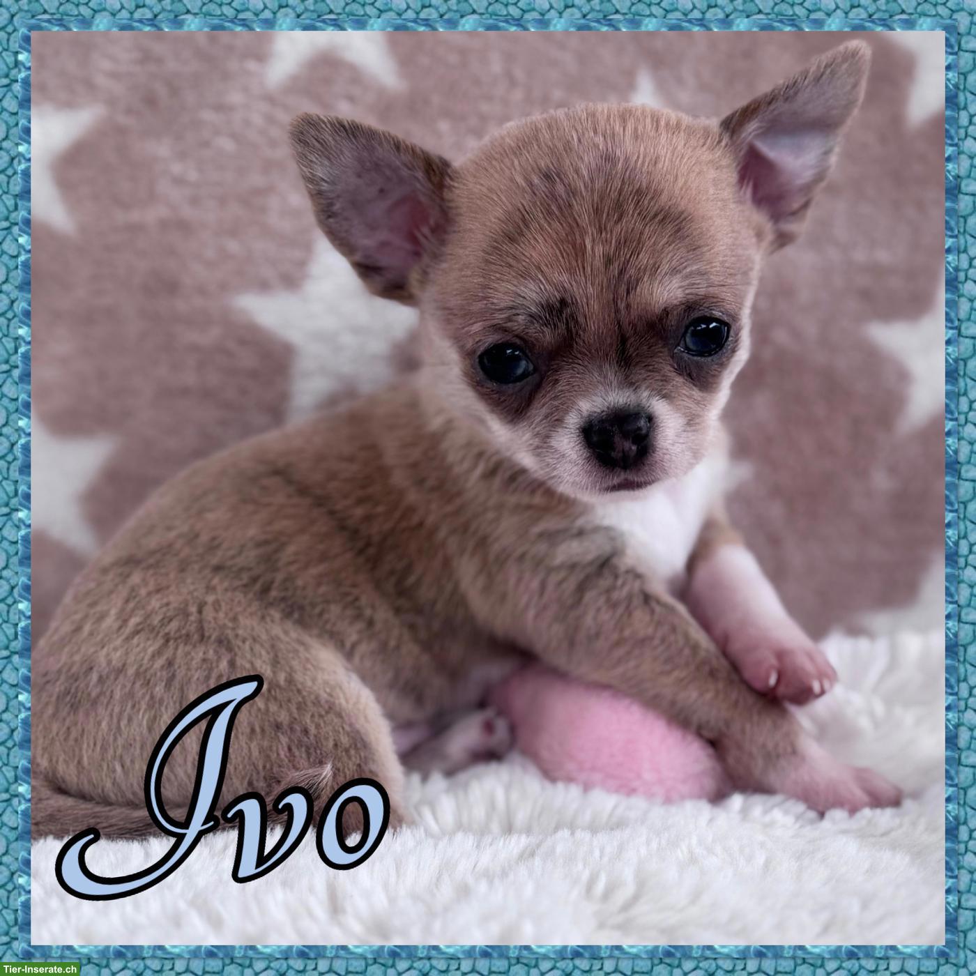 Bild 6: Reinrassige Chihuahua Hundebabys zu vergeben
