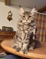 Family Stars Panda blue, Maine Coon Kätzin