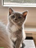 Ragdoll Mix Kitten, Kater, Lilac Mitted