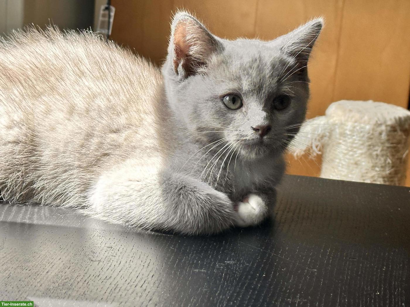 Bild 2: Ragdoll Mix Kitten, Kater, Lilac Mitted