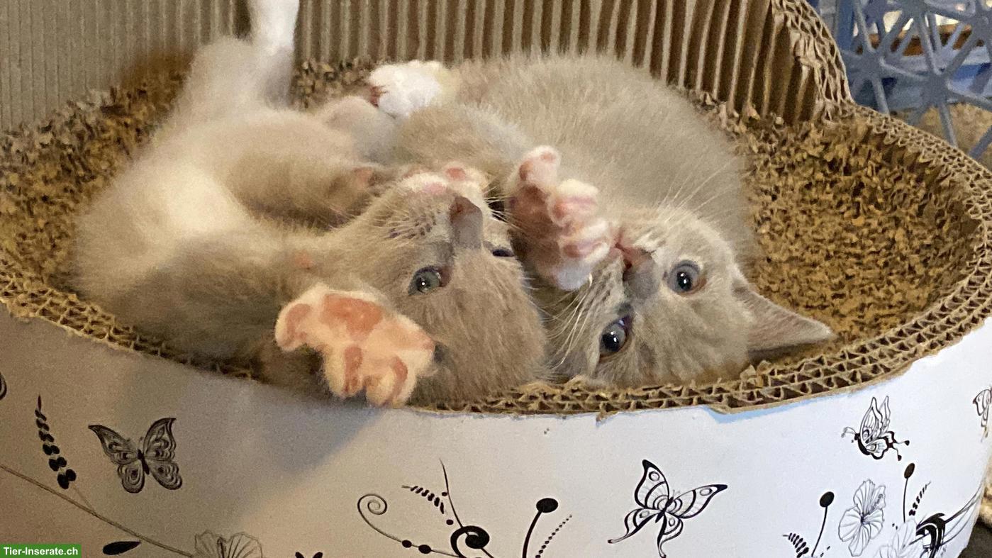 Bild 3: Ragdoll Mix Kitten, Kater, Lilac Mitted
