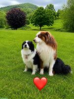 Wurfankündigung: Mini Australian Shepherd Welpen