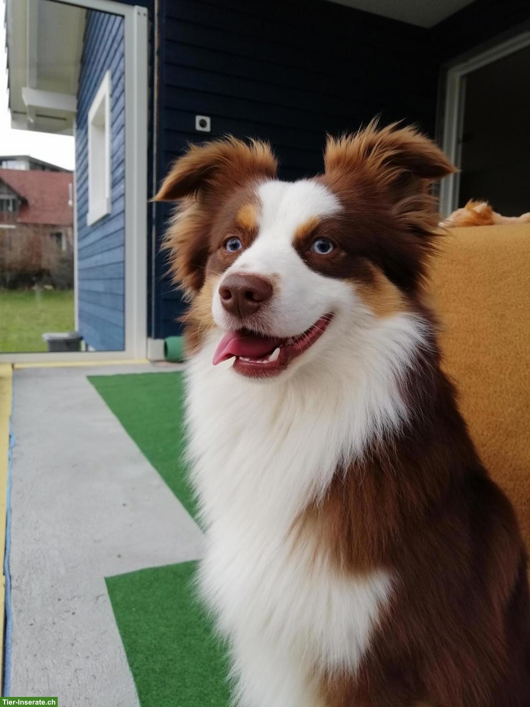 Bild 3: Wurfankündigung: Mini Australian Shepherd Welpen