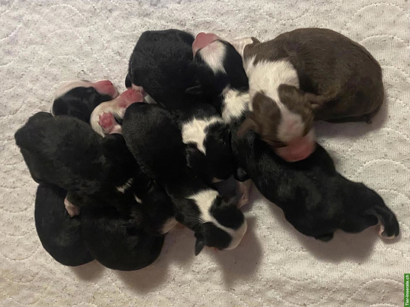 Bild 4: Wurfankündigung: Mini Australian Shepherd Welpen