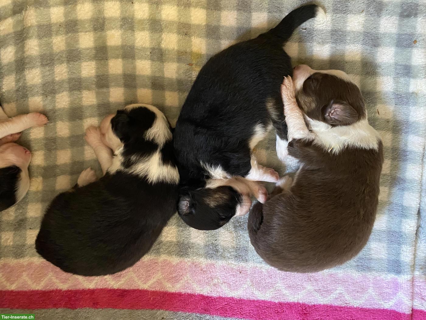 Bild 5: Wurfankündigung: Mini Australian Shepherd Welpen