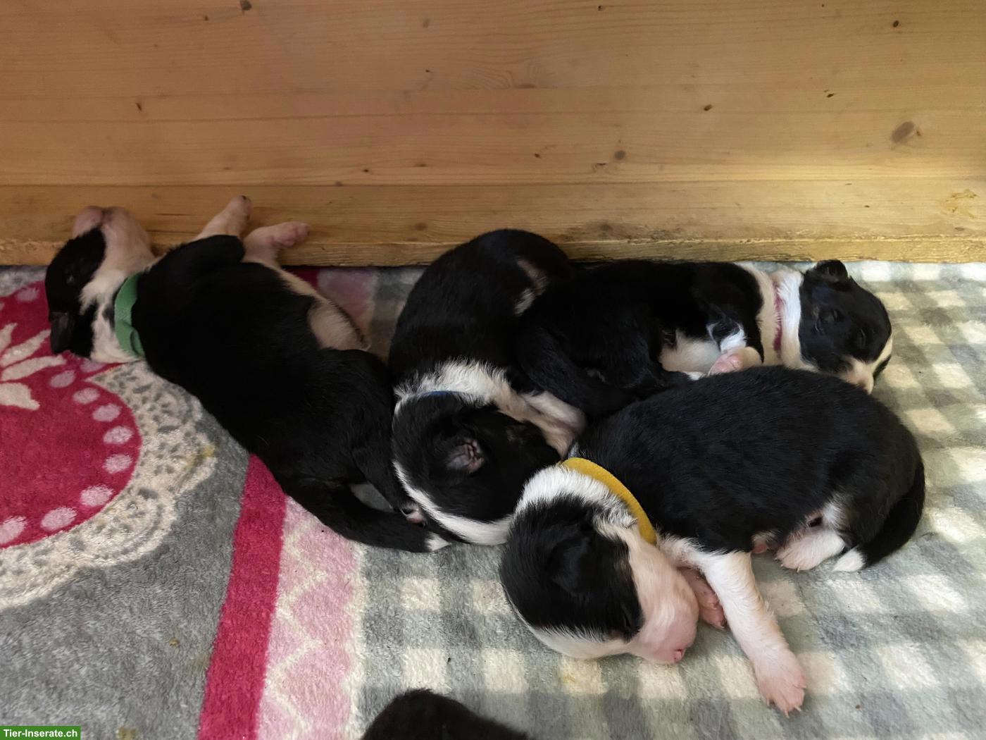 Bild 6: Wurfankündigung: Mini Australian Shepherd Welpen