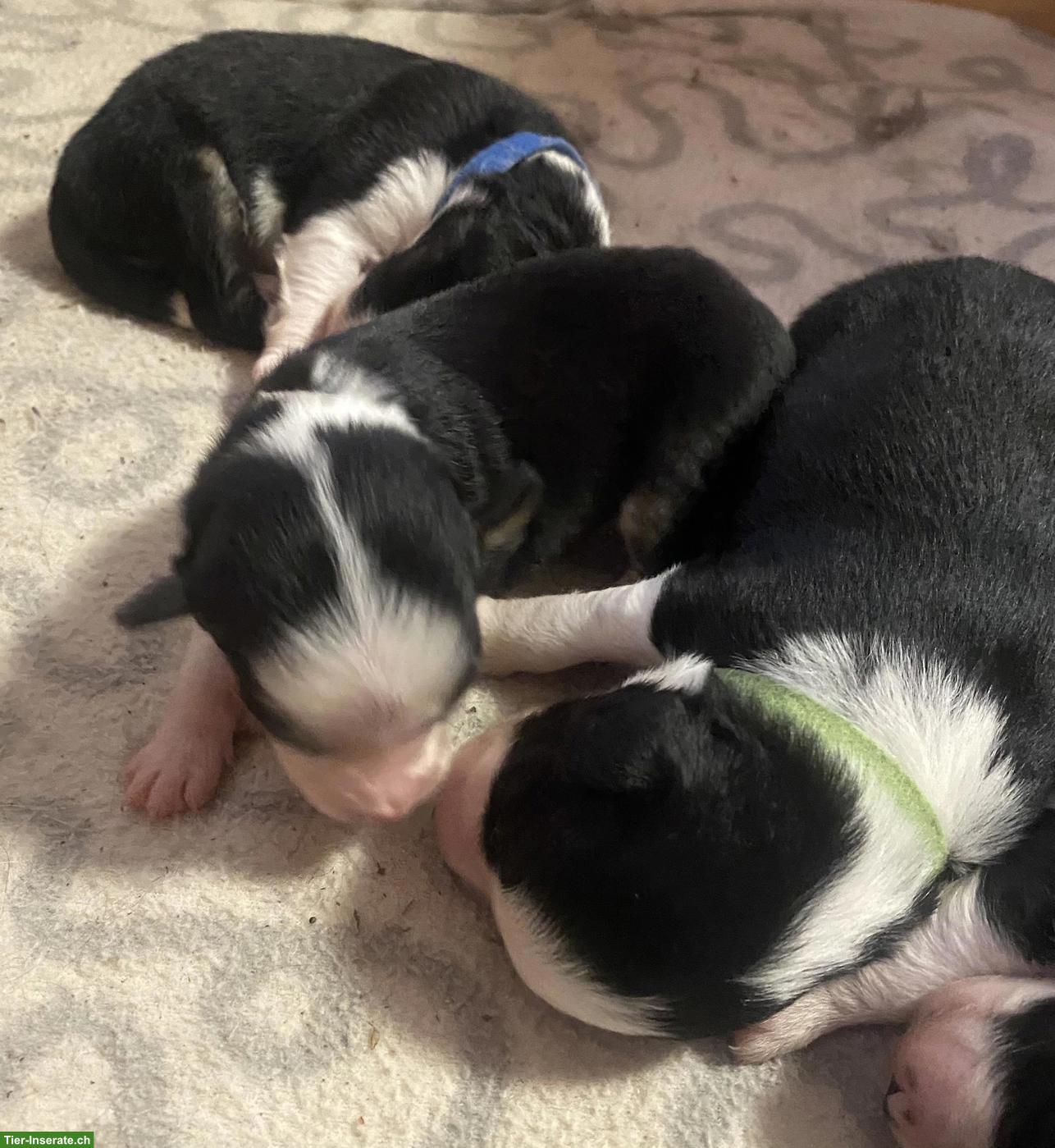 Bild 7: Wurfankündigung: Mini Australian Shepherd Welpen