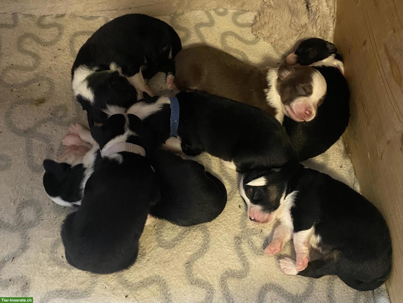 Bild 8: Wurfankündigung: Mini Australian Shepherd Welpen