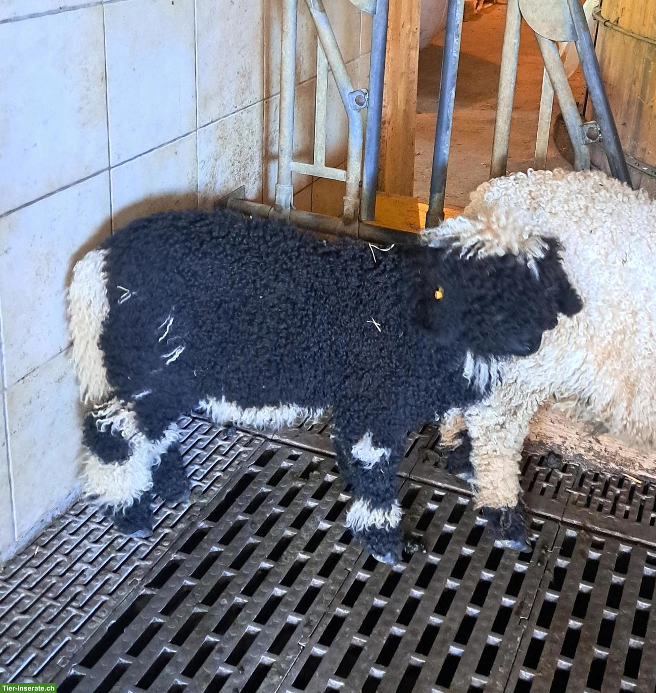 Walliser Schwarznasen Widder-Lamm zu verkaufen