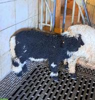 Walliser Schwarznasen Widder-Lamm zu verkaufen
