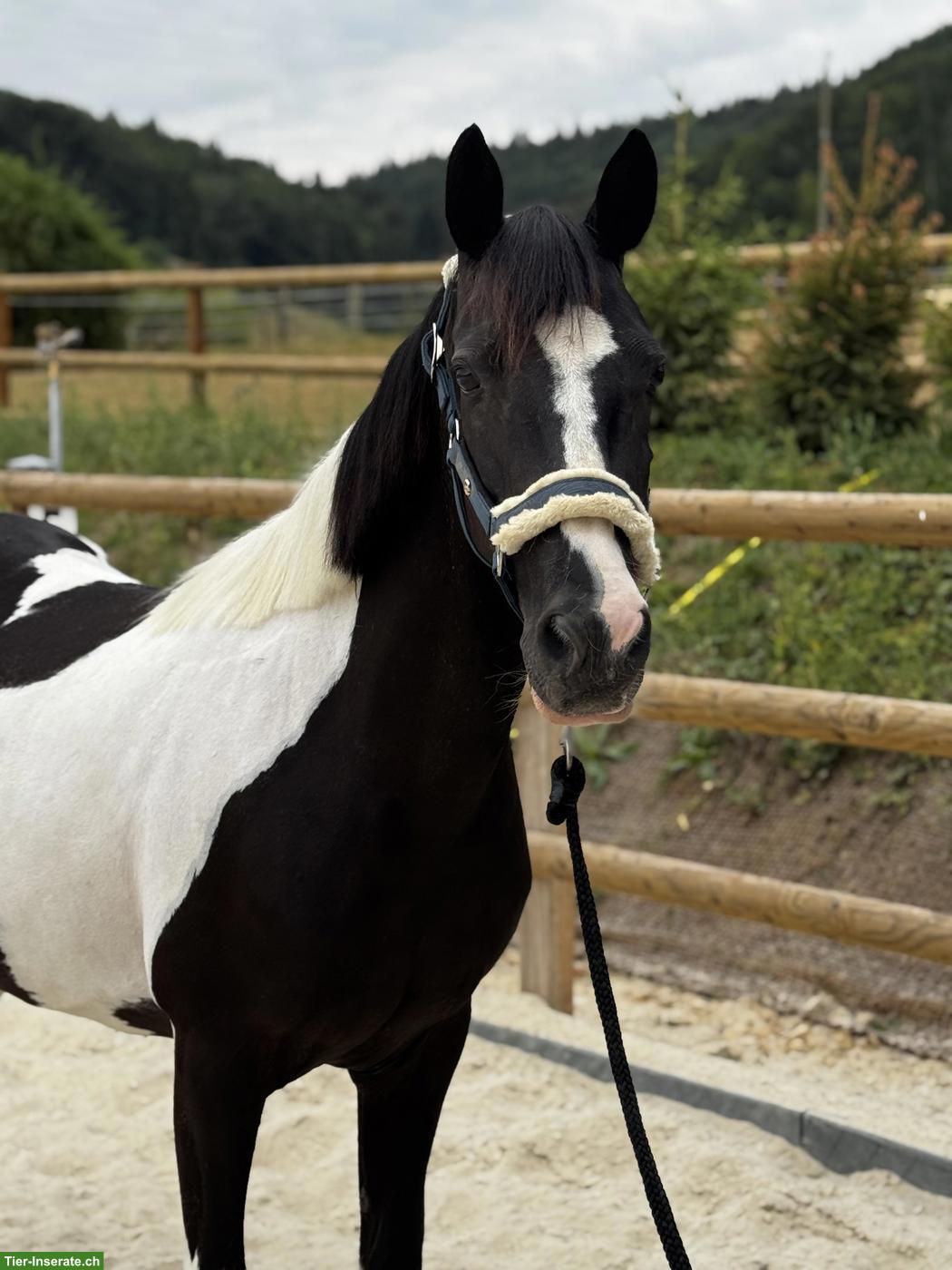 Hübsches Freizeitpony, 11-jährig zu verkaufen