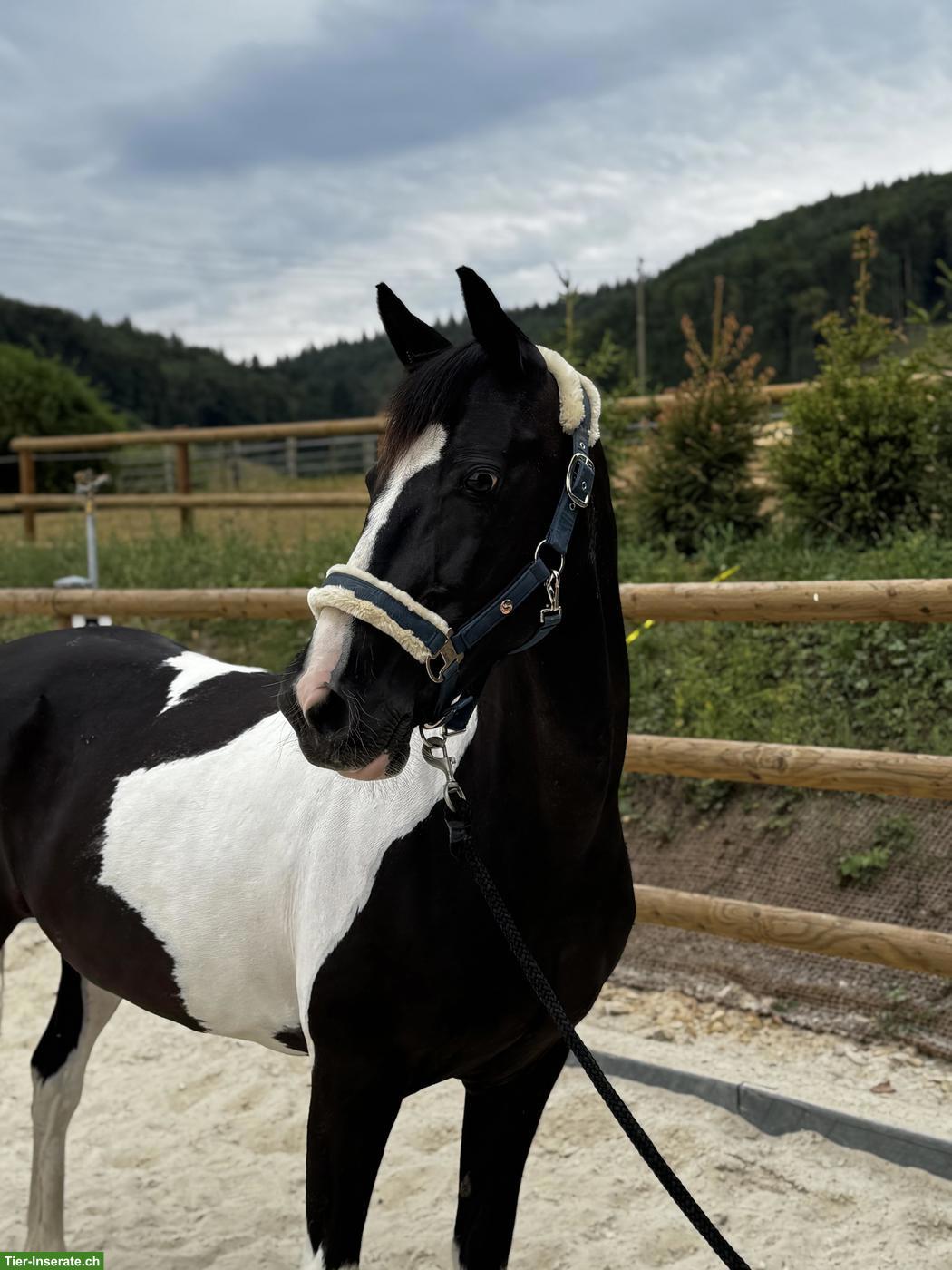 Bild 2: Hübsches Freizeitpony, 11-jährig zu verkaufen