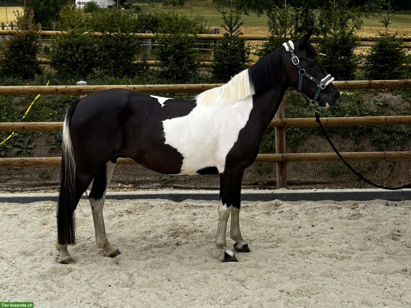 Bild 3: Hübsches Freizeitpony, 11-jährig zu verkaufen