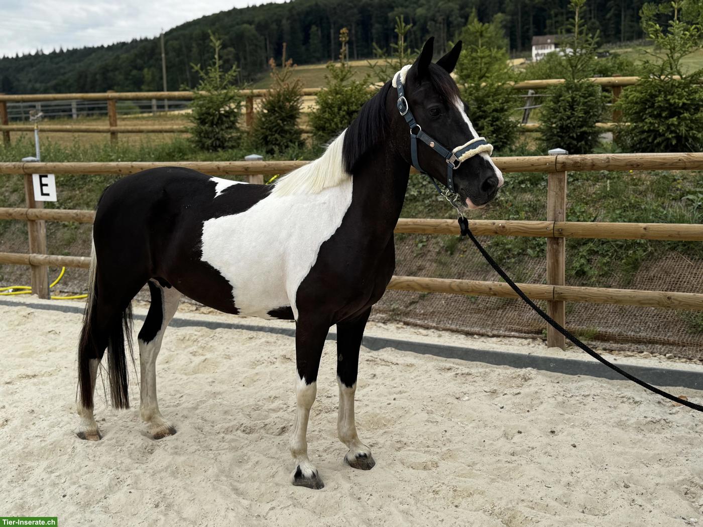 Bild 4: Hübsches Freizeitpony, 11-jährig zu verkaufen