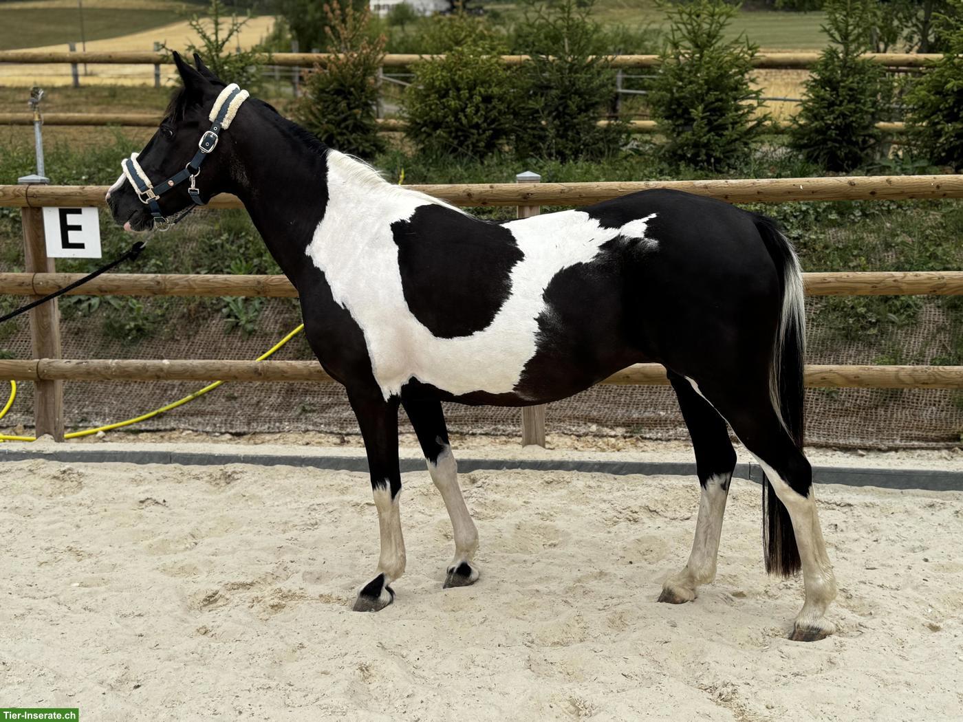 Bild 5: Hübsches Freizeitpony, 11-jährig zu verkaufen