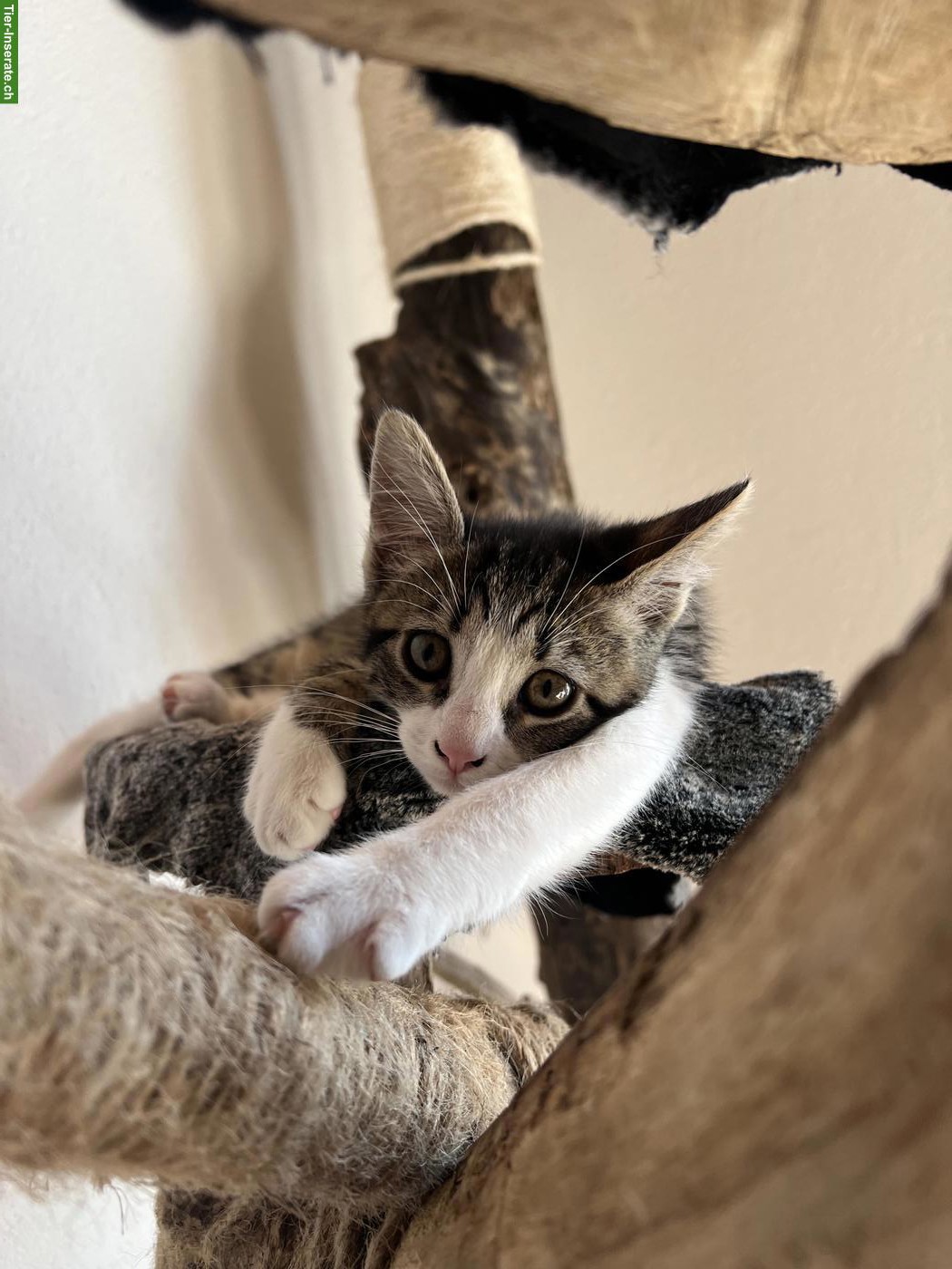 Zauberhafte Bengal mix Katzenmädchen
