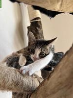 Zauberhafte Bengal mix Katzenmädchen