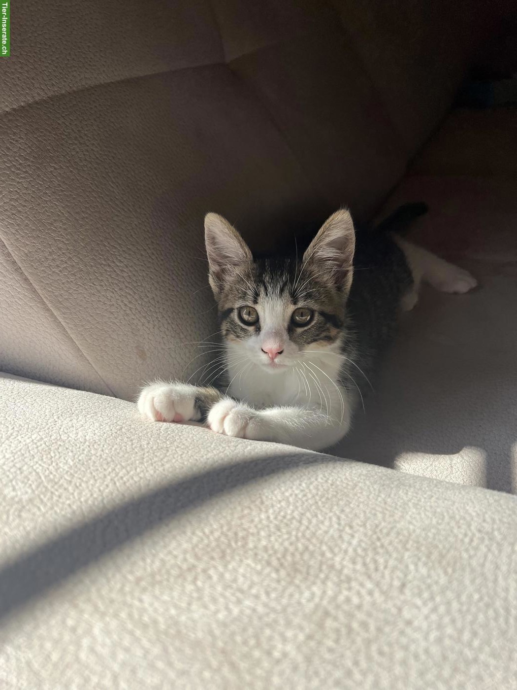 Bild 2: Zauberhafte Bengal mix Katzenmädchen