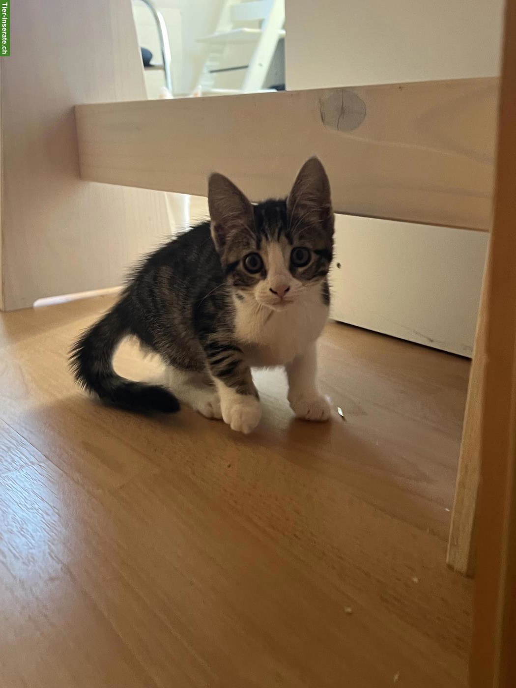 Bild 3: Zauberhafte Bengal mix Katzenmädchen
