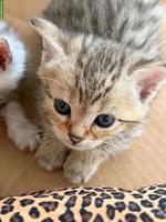 Britisch Kurzhaar Mix Kitten suchen liebes Zuhause