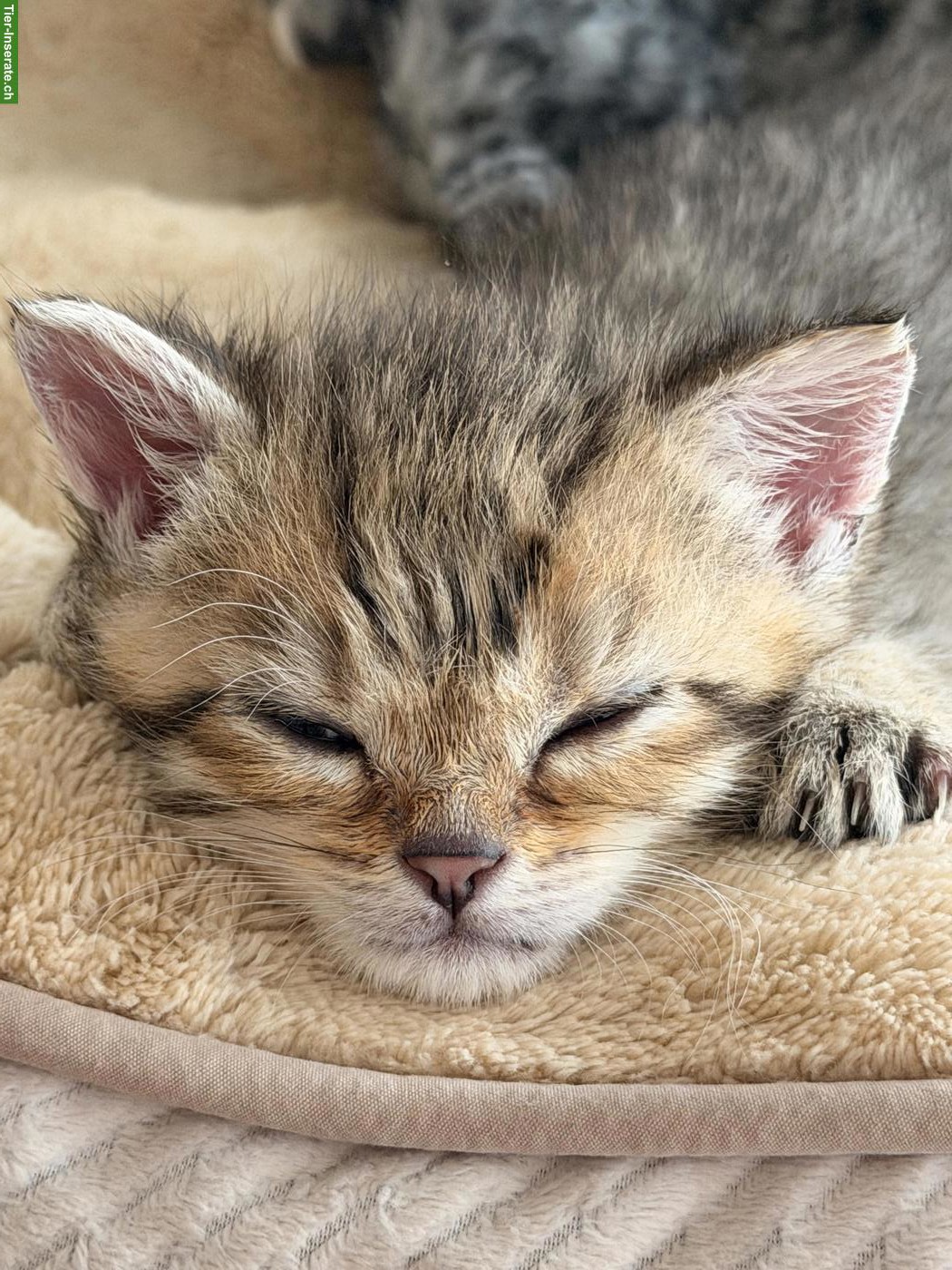 Bild 2: Britisch Kurzhaar Mix Kitten suchen liebes Zuhause