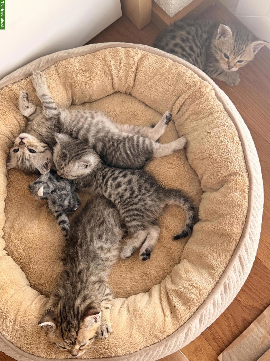 Bild 3: Britisch Kurzhaar Mix Kitten suchen liebes Zuhause