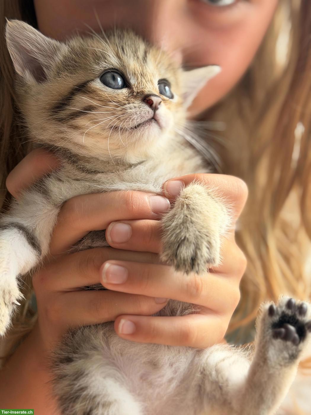 Bild 4: Britisch Kurzhaar Mix Kitten suchen liebes Zuhause