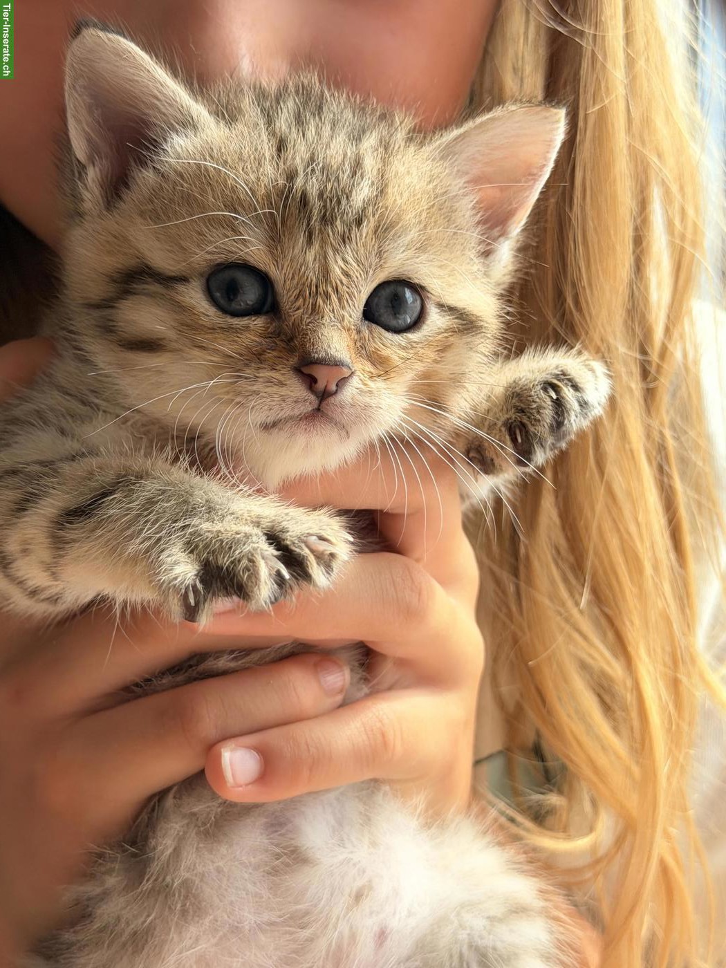 Bild 5: Britisch Kurzhaar Mix Kitten suchen liebes Zuhause
