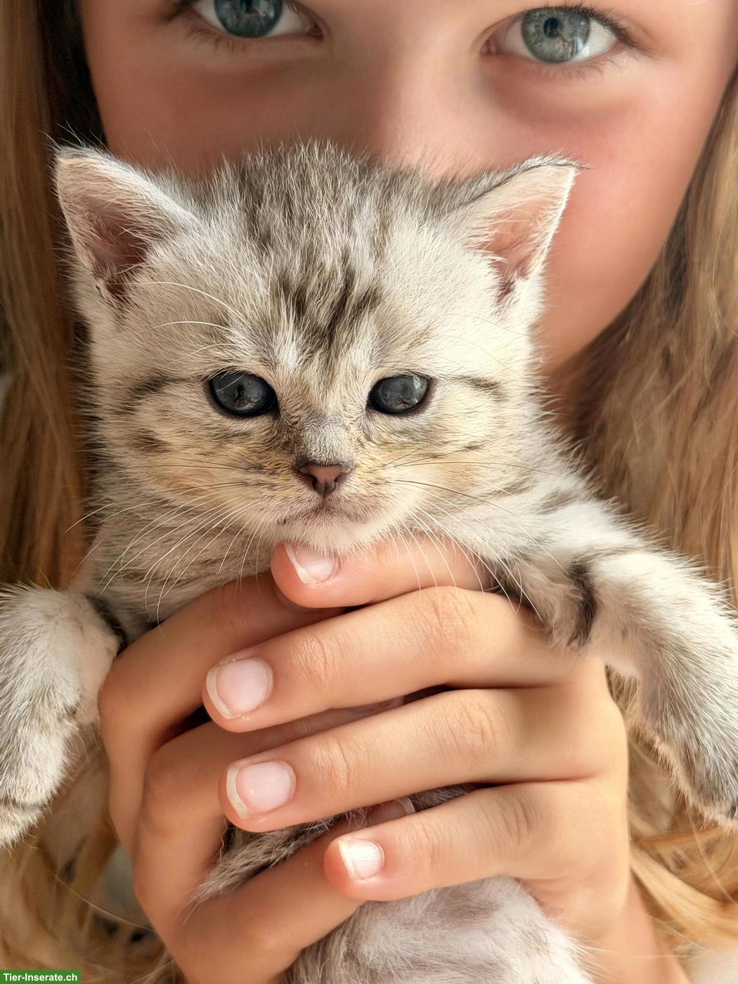 Bild 6: Britisch Kurzhaar Mix Kitten suchen liebes Zuhause