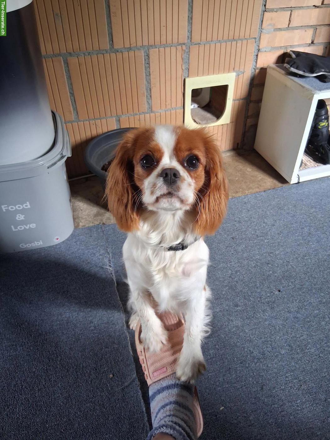 Bild 2: 1-jährige Cavalier King Charles Spaniel Hündin sucht Lebensplatz
