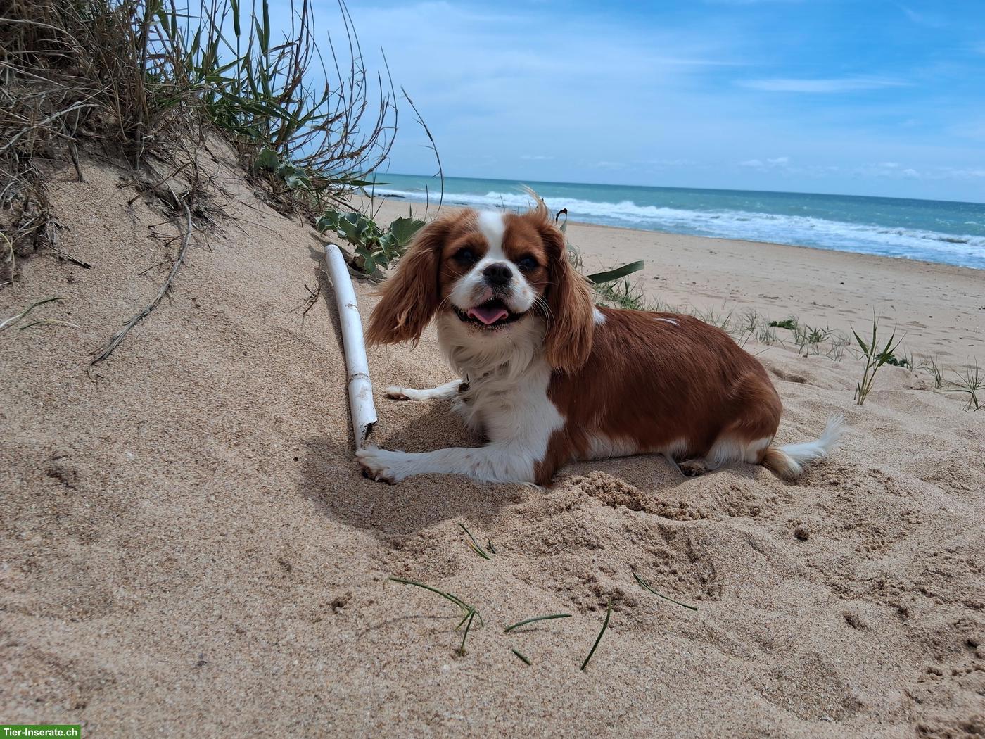 Bild 3: 1-jährige Cavalier King Charles Spaniel Hündin sucht Lebensplatz