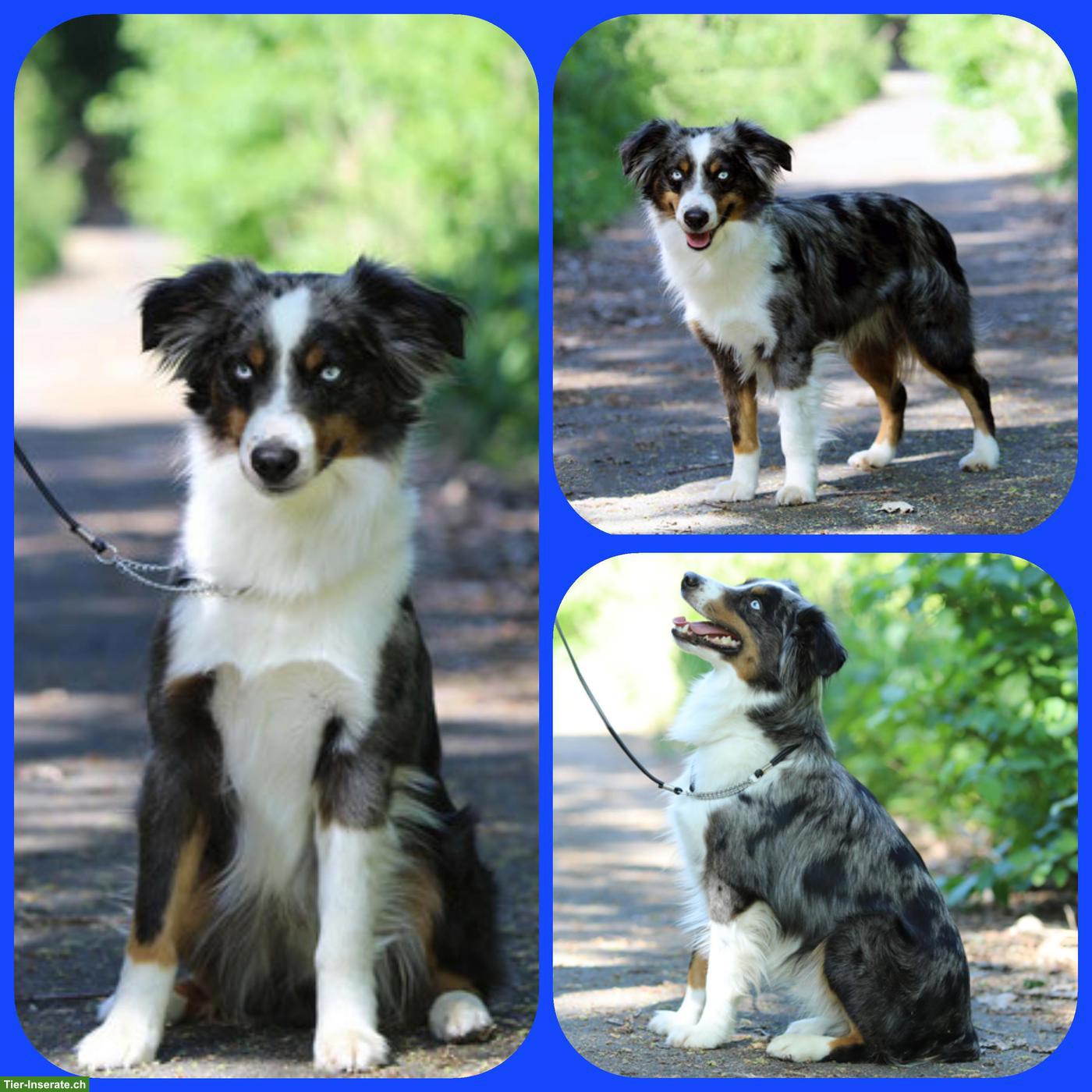 Bild 2: Mini Aussie Welpen | Wurfankündigung