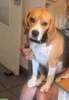 Schwieriger Beagle Rüde sucht eine Familie