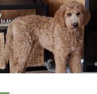 Goldendoodle Junghund, Rüde