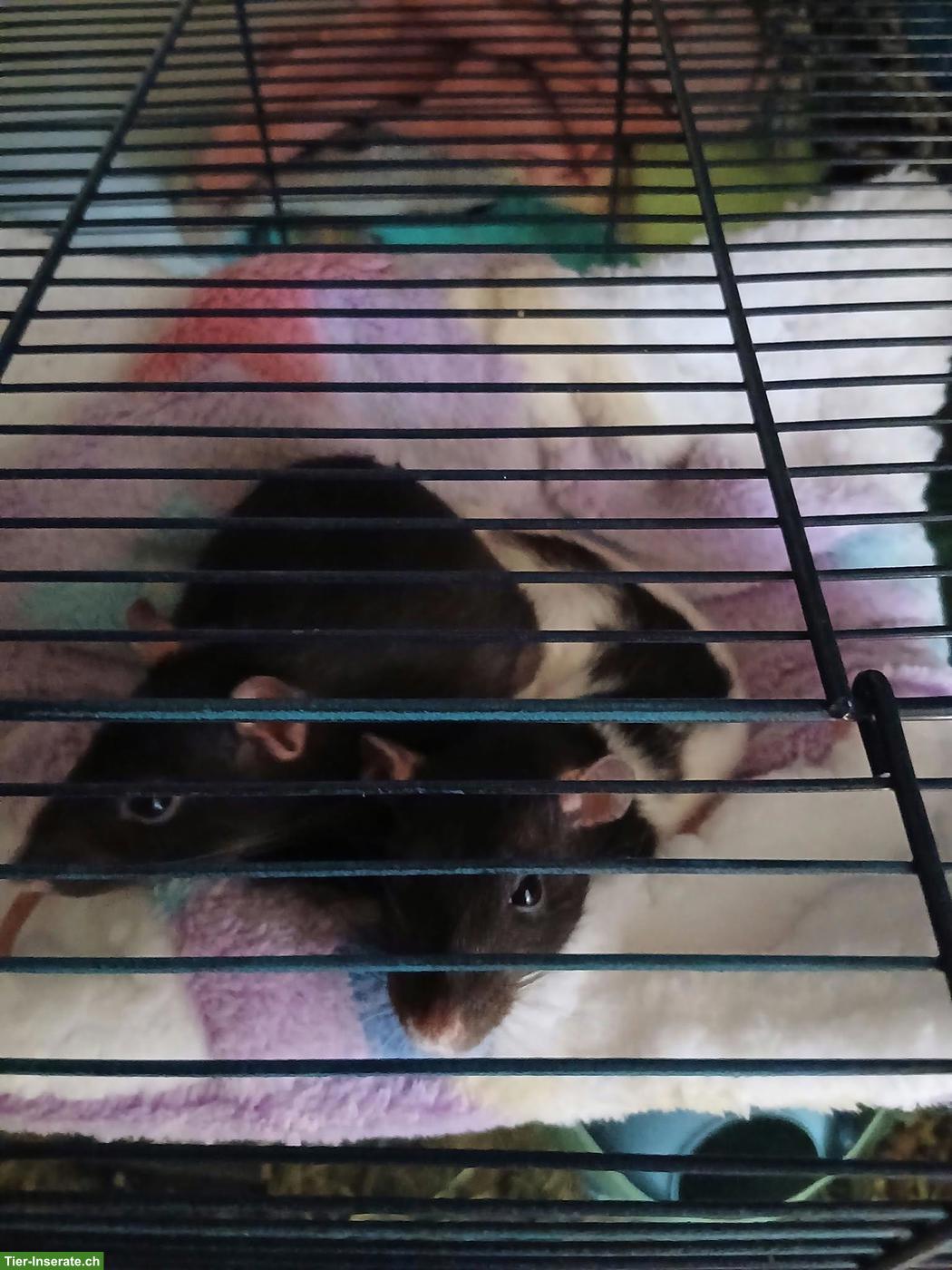 2 junge Ratten Weibchen an erfahrene Halter / Notplatz
