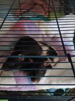 2 junge Ratten Weibchen an erfahrene Halter / Notplatz
