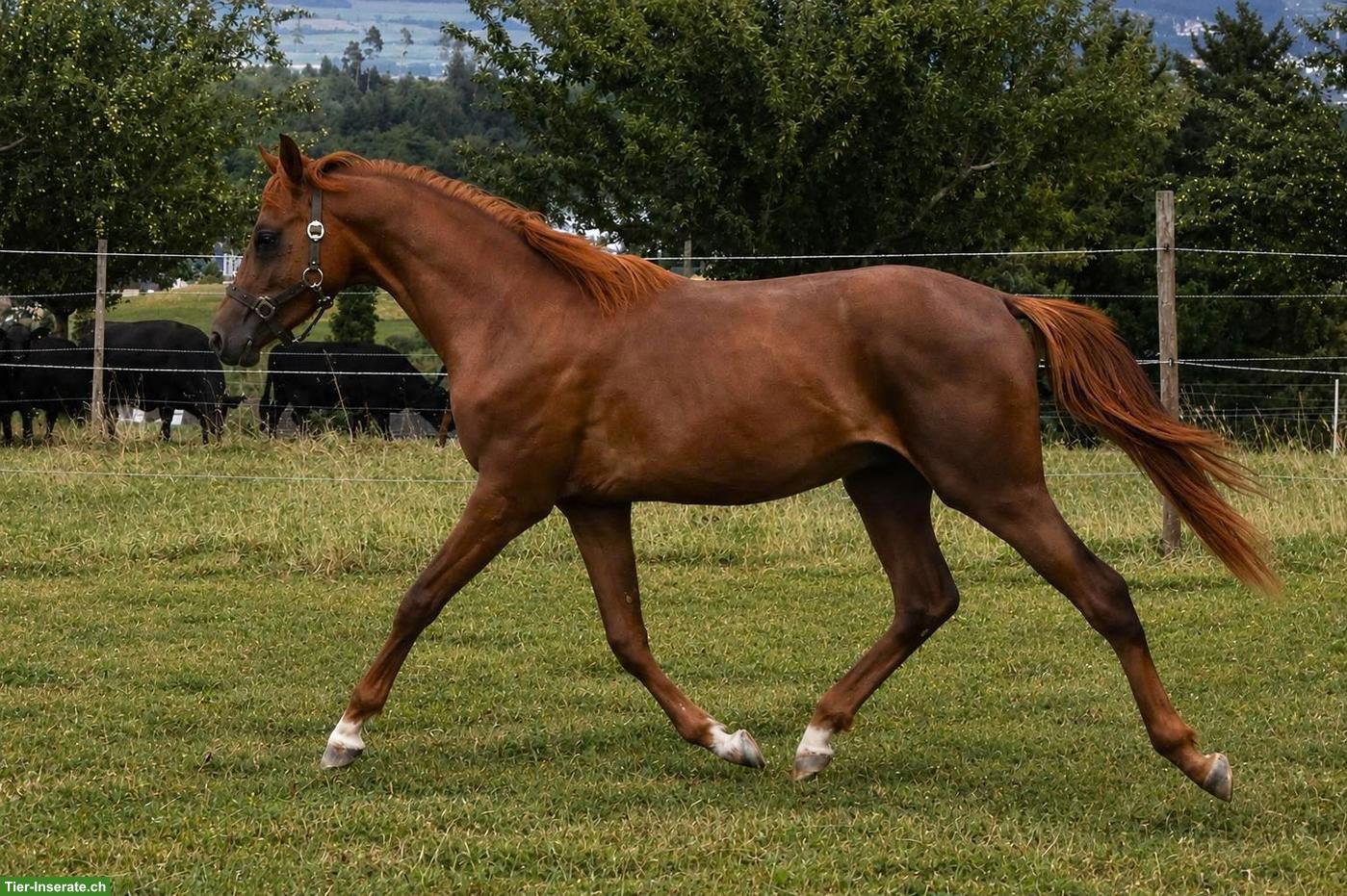 1-jähriger CH-Sportpony Hengst aus eigener Zucht zu verkaufen