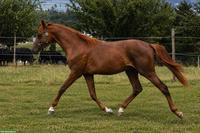 1-jähriger CH-Sportpony Hengst aus eigener Zucht zu verkaufen