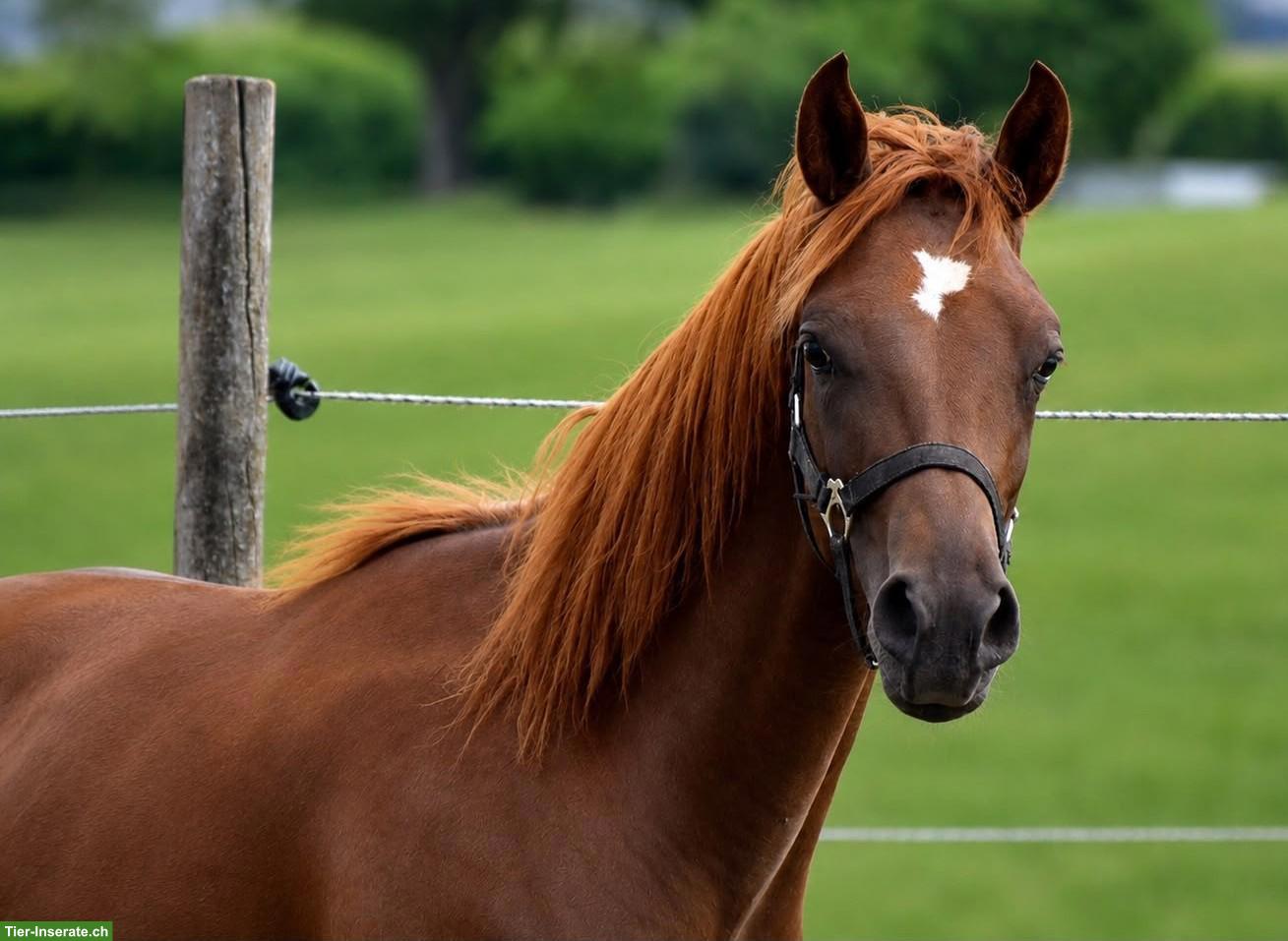 Bild 2: 1-jähriger CH-Sportpony Hengst aus eigener Zucht zu verkaufen